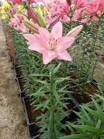 [5064 Moleto No02.JPG]